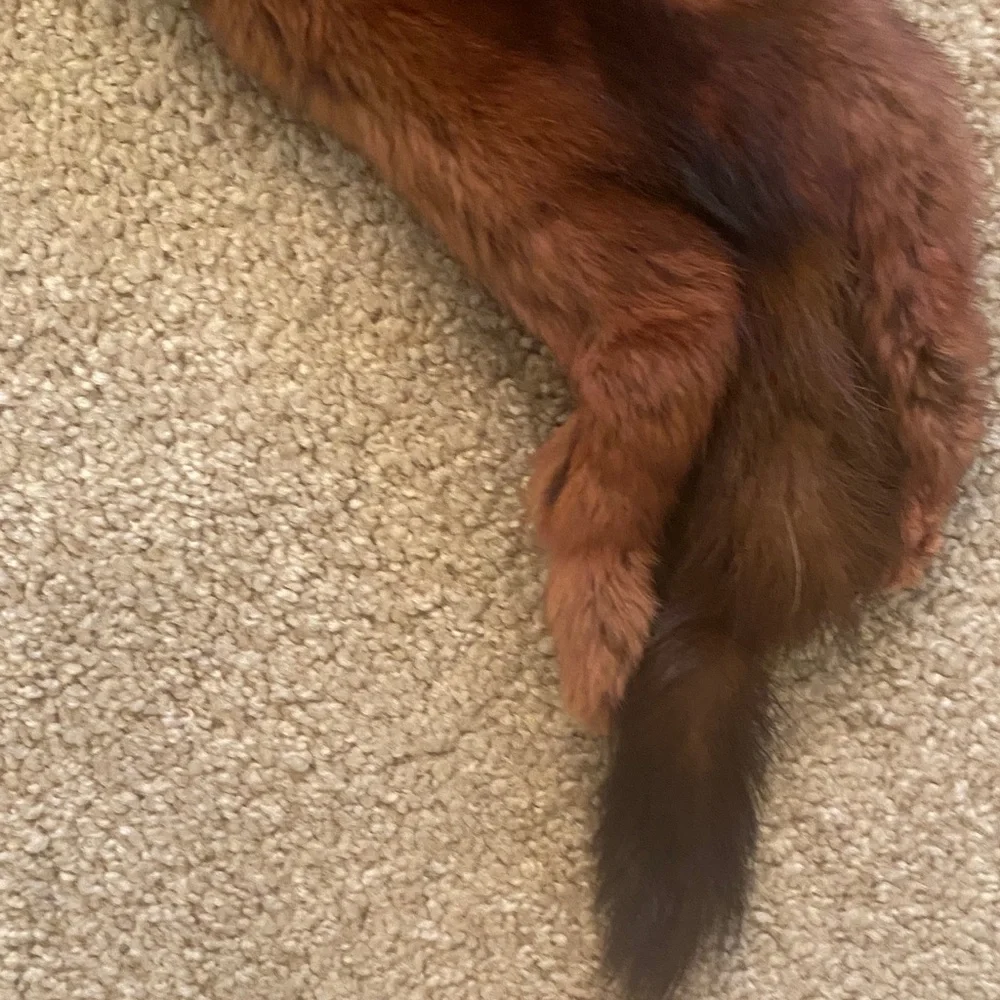 Luxurious brown mink scarf